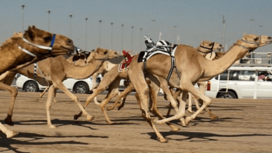 Halbtägige Private Geführte Kamelrennfahrt in Katar