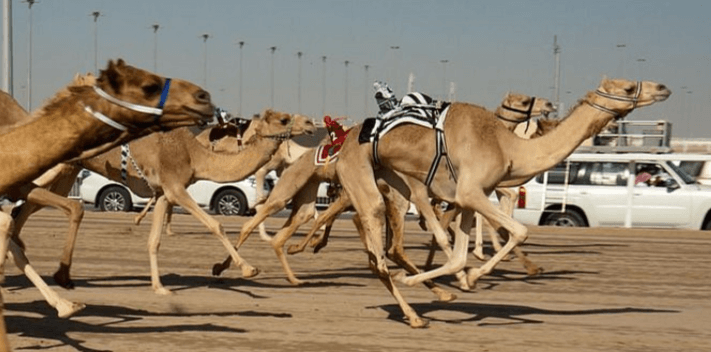 Halbtägige Private Geführte Kamelrennfahrt in Katar