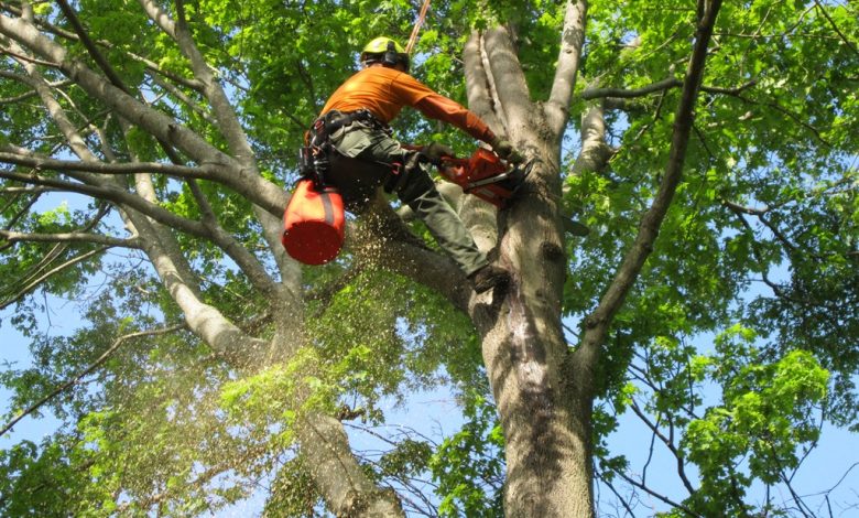 Top Tree Removal