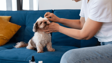 Checking labels for sourcing information is paramount when buying CBD oil for dogs