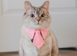 Meet Nala Cat: the Instagram Star With a Ton of Fo - Tymoff
