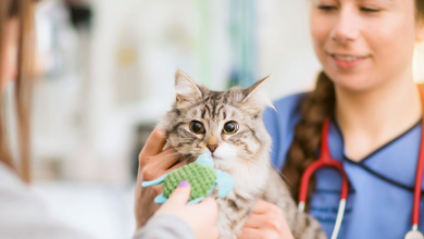 Goddard Veterinary Group Chalfont St Peter Lower Road Chalfont Saint Peter Gerrards Cross