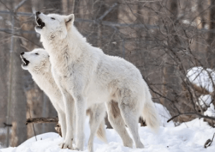 Top 10 Types of Wolves and Their Habits in Detail