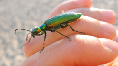 The Hidden Perils: Ignoring Pest Problems and the Long-Term Consequences