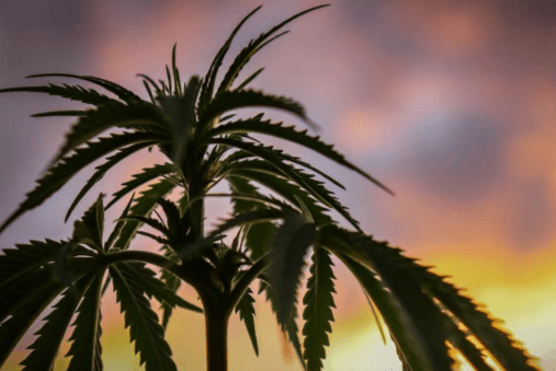 Cannabis for Peak Health: Harnessing Marijuana for a Superior Lifestyle