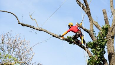 Tree Care Services