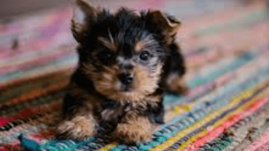 Wallpaper:Iuuiiqqqwao= Puppies