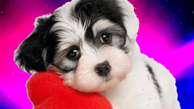 Wallpaper:Iuuiiqqqwao= Puppy