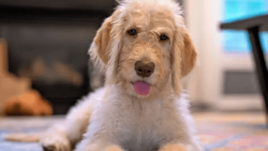 Puppy:Kpmu60zvxa8= Labradoodle