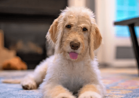 Puppy:Kpmu60zvxa8= Labradoodle