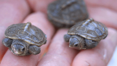 Adorable Baby Turtles