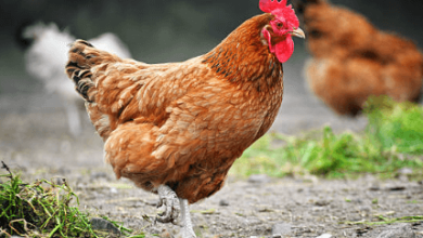 Live:P_3ijan3bzo= Chicken