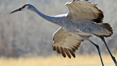 Bird:Hvhbgr7pzsg= Crane