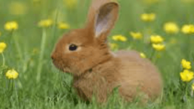 Cute:Etn3kgmaeay= Bunny