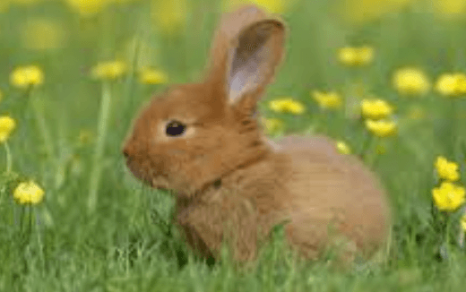 Cute:Etn3kgmaeay= Bunny