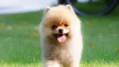 Tiny:Vspf48zfklu= Pomeranian