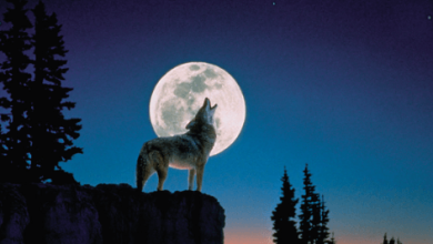 Moon:Og4alzgmvog= Wolf