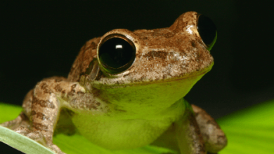 Cute:7ziqkivryto= Frog