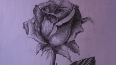 Drawing:Rso7fhbkxvy= Rose