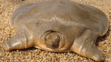 Cute:Avcuk1fbj54= Turtle