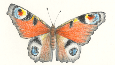 Drawing:G0stygfoby4= Butterfly