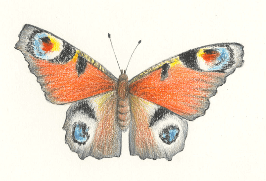 Drawing:G0stygfoby4= Butterfly