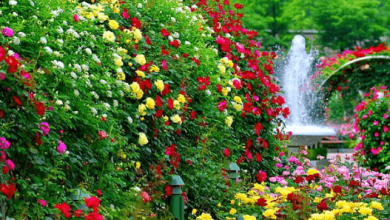 Garden:Cozf9yrvwri= Flowers