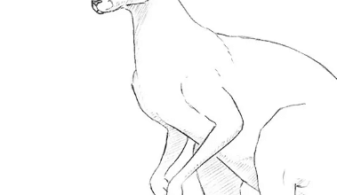Drawing:Wmim9xhhqxa= Kangaroo