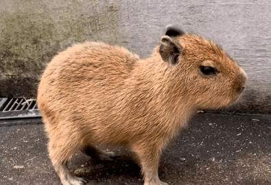 Cute:Wrhzi7c5n6k= Capybara