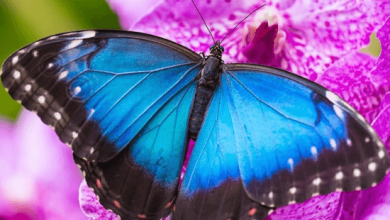 Beautiful:Vrzsz2uno_E= Butterfly