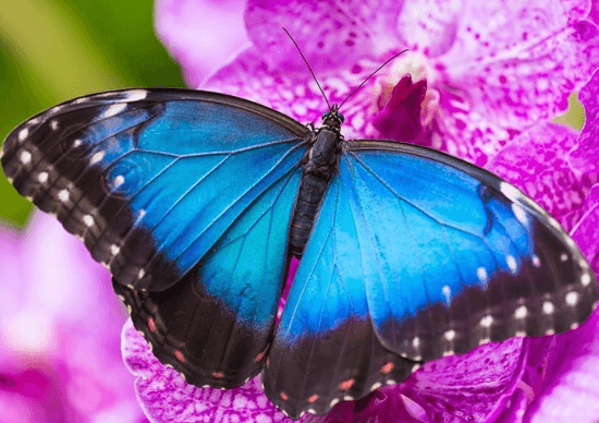 Beautiful:Vrzsz2uno_E= Butterfly