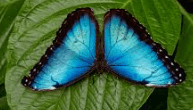 Blue:Qphgcemke5i= Butterfly