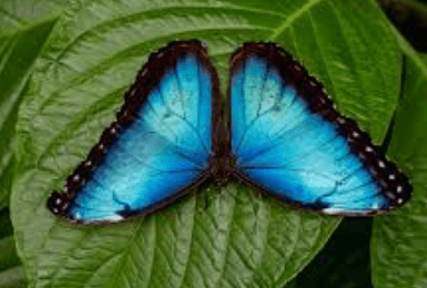 Blue:Qphgcemke5i= Butterfly