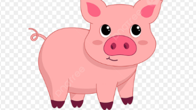 Clipart:Mxdzqqtke6e= Pig