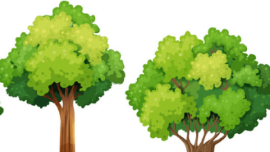 Clipart:Cjf0bfgwlpk= Tree