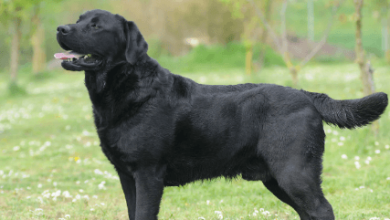 Dog:Uuanbnkppna= Lab