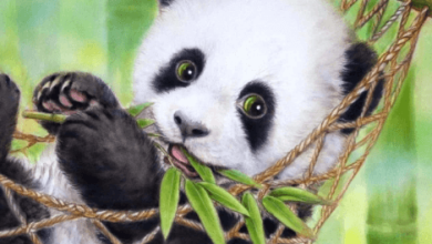 Cute:Xrdp1hlwwai= Panda