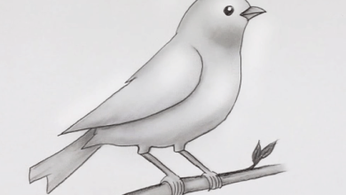 Drawing:Ainneehcl7g= Bird