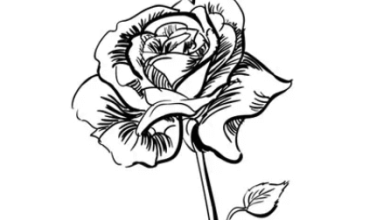 Drawing:Dz1owacgbew= Rose