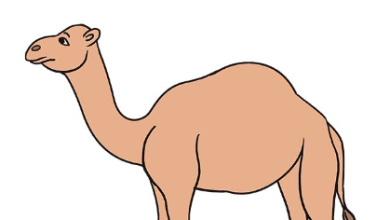 Drawing:Xp5pmetygu8= Camel