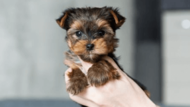 Fluffy:Btvtobegvfc= Dogs