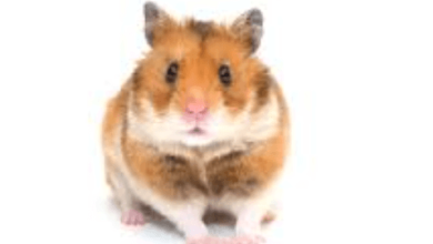 Pet:Gqhxrjykwhs= Hamster