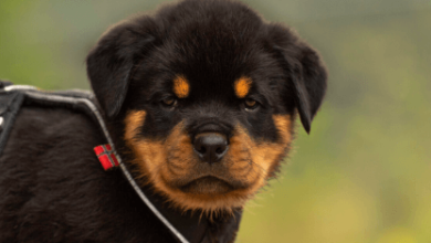 Puppy:Fanwq878aue= Rottweiler