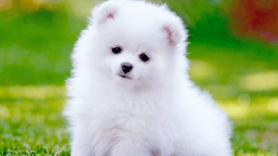 Puppy:Zcpozh6mp0s= Dogs