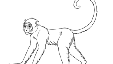 Drawing:Uqp7yroofp0= Monky