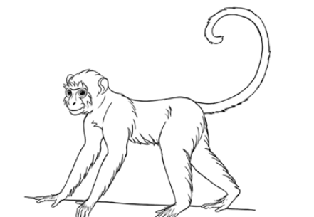 Drawing:Uqp7yroofp0= Monky