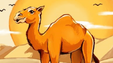 Drawing:Xp5pmetygu8= Camels