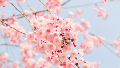 Flower:Lzcet7qeicm= Blossom