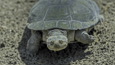 Funny Looking Turtle