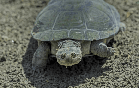 Funny Looking Turtle